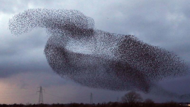 Starling tops CMA ratings for business banking quality